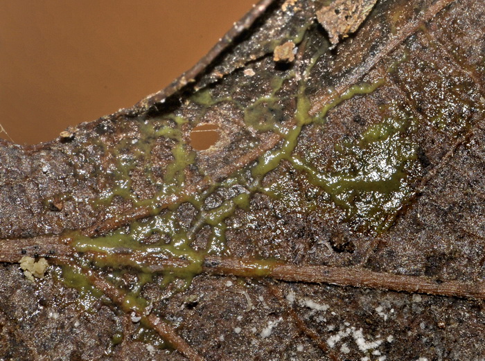 Physarum cinereum